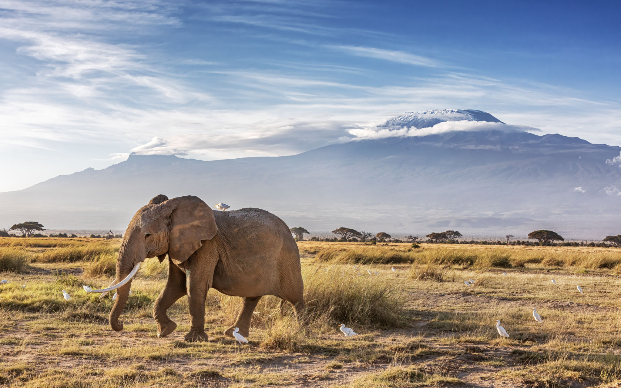 Elephants in Amboseli with Mount Kilimanjaro in the background