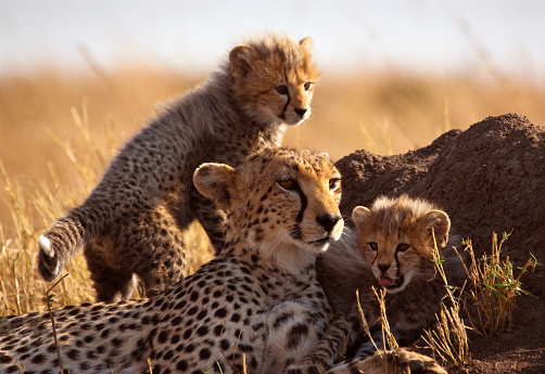 Cheetah watching the plains from a termite mound in the Masai Mara