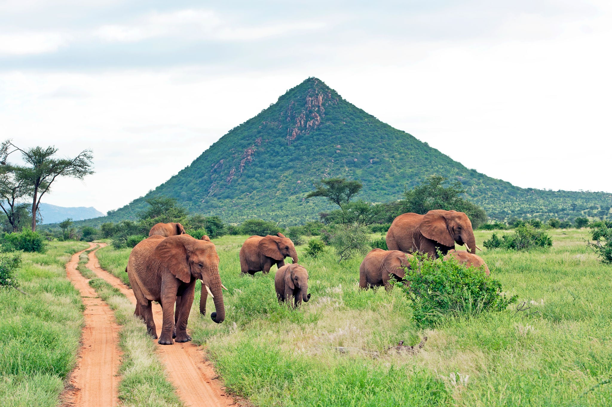 Elephant herd with calves beside a dirt track in green savanna below a steep hill in Samburu, Kenya