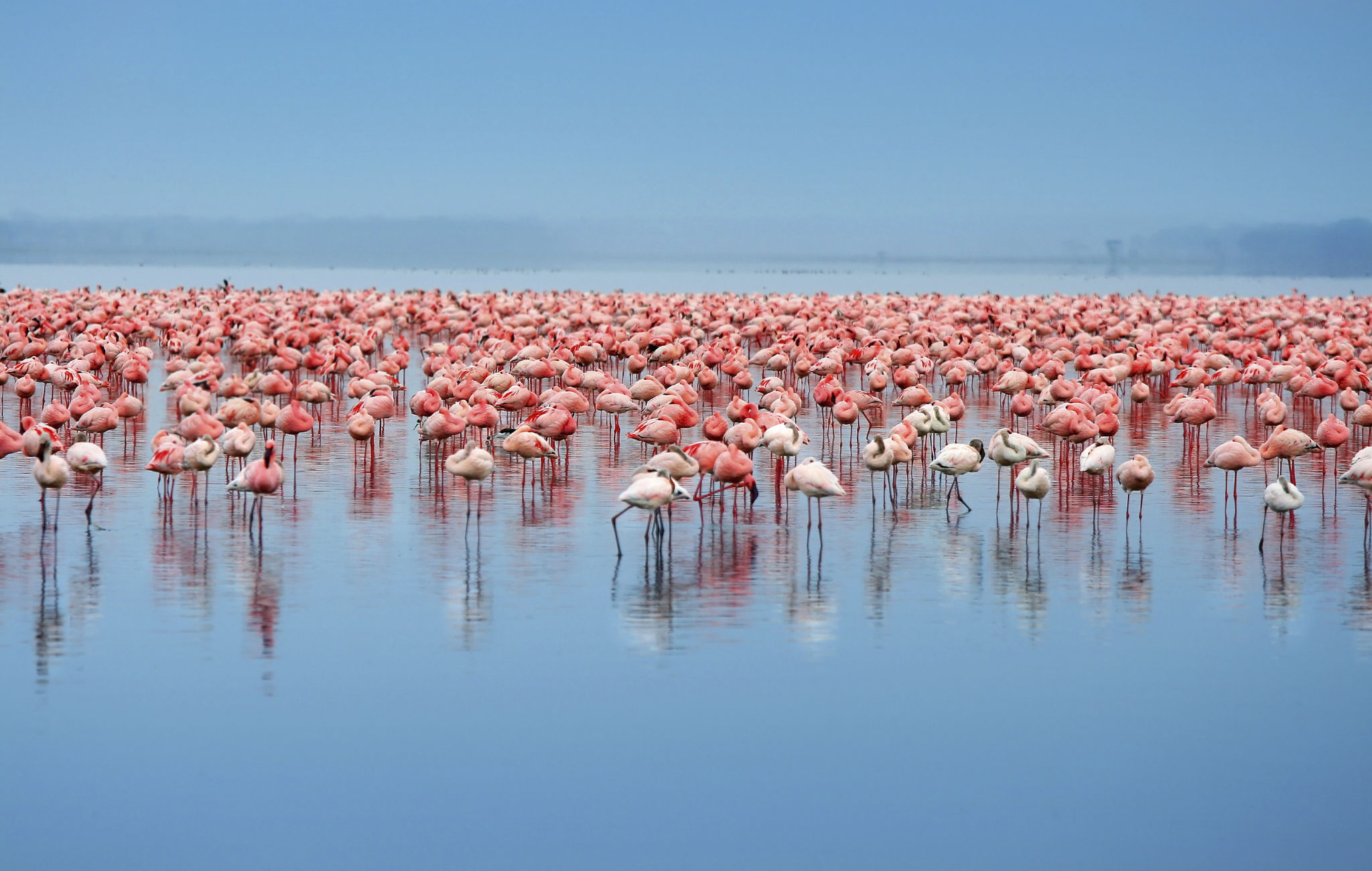 Flamingos and pelicans on the shallow edge of Lake Nakuru