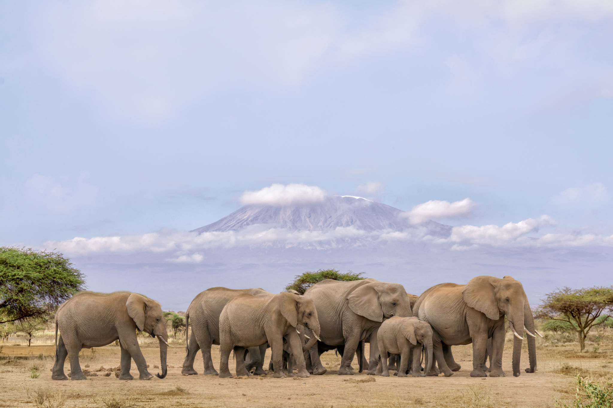 Elephants cross a dusty Amboseli track before Mount Kilimanjaro as a safari vehicle waits at sunrise