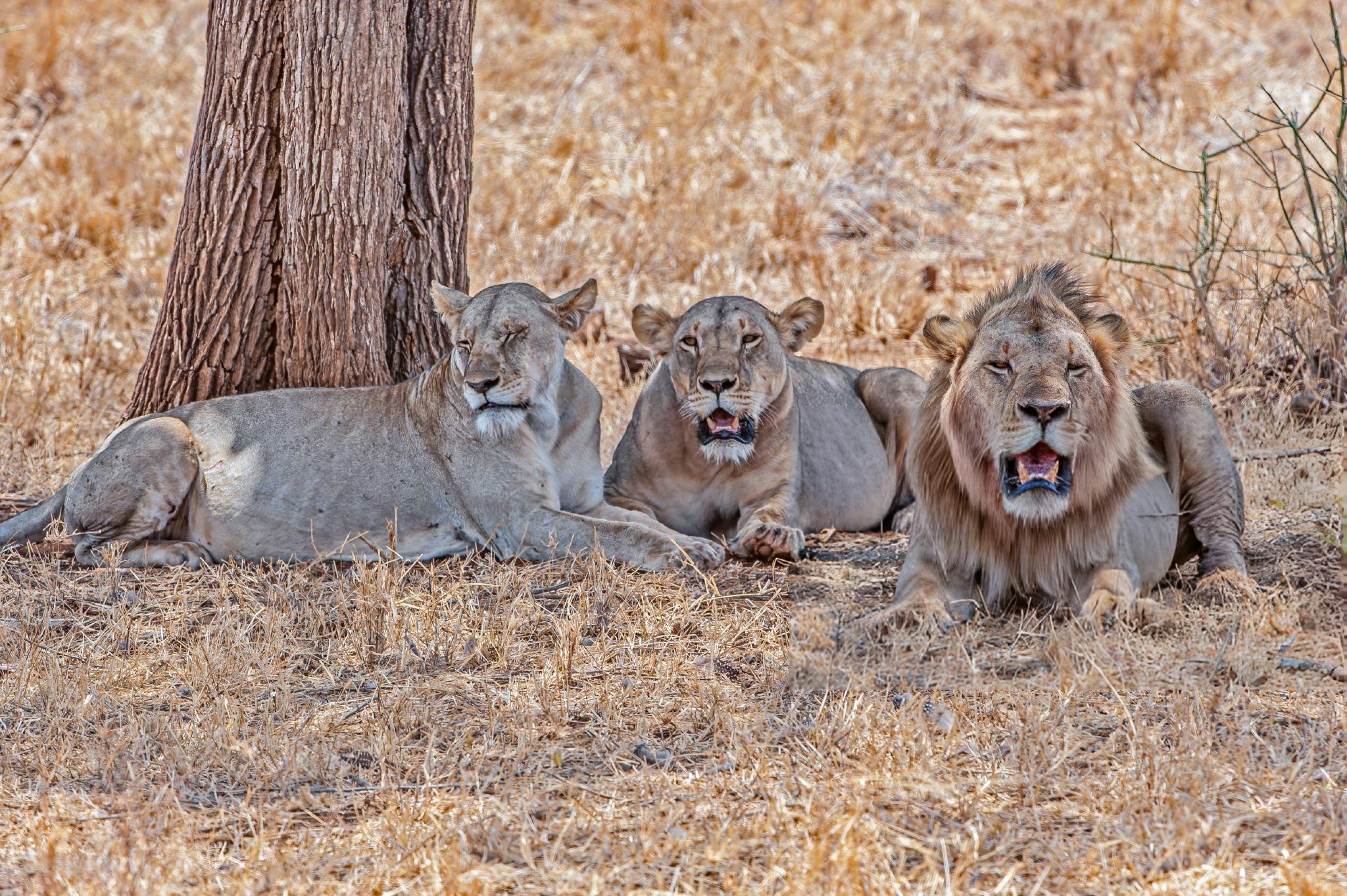Lion pride resting under an acacia in the Masai Mara with a safari vehicle keeping respectful distance
