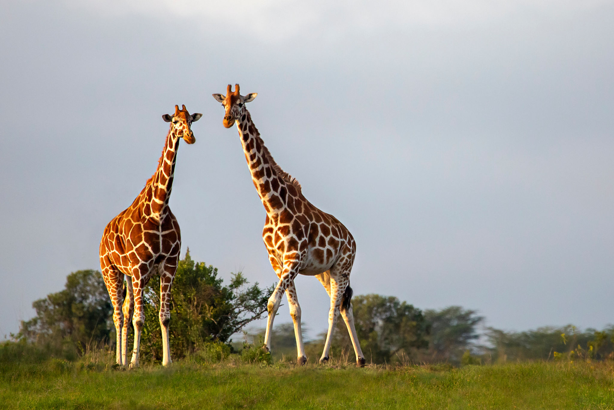 Reticulated giraffe with Grevy's zebra in Samburu National Reserve
