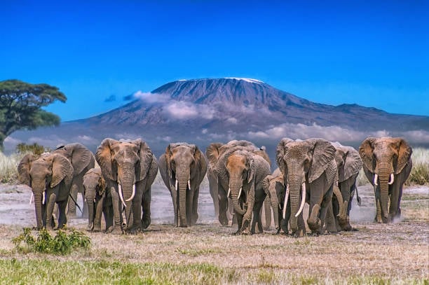African elephants walking across the savanna in Amboseli National Park with Mount Kilimanjaro in the background.