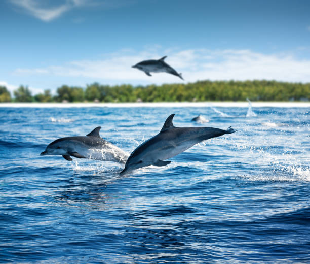 Zanzibar