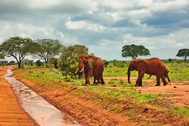 Tsavo East National Park