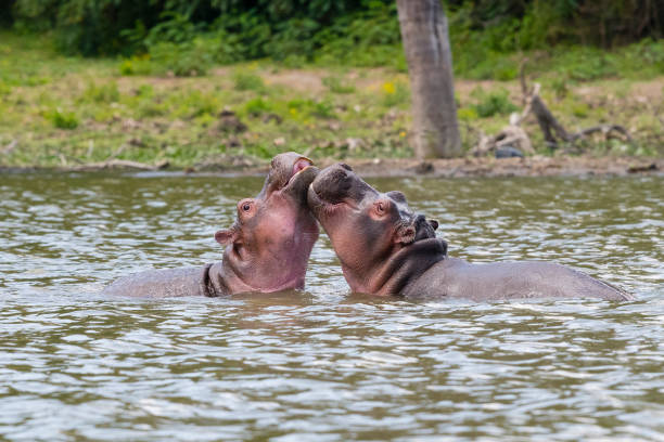 Boat safari on Lake Naivasha with hippos and papyrus reeds