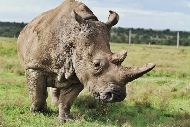 Black rhino in Ol Pejeta Conservancy on a Kenya safari