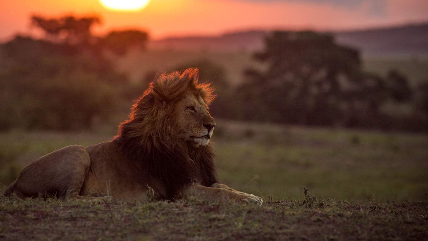 Lioness in the Masai Mara, a key Kenya wildlife safari area