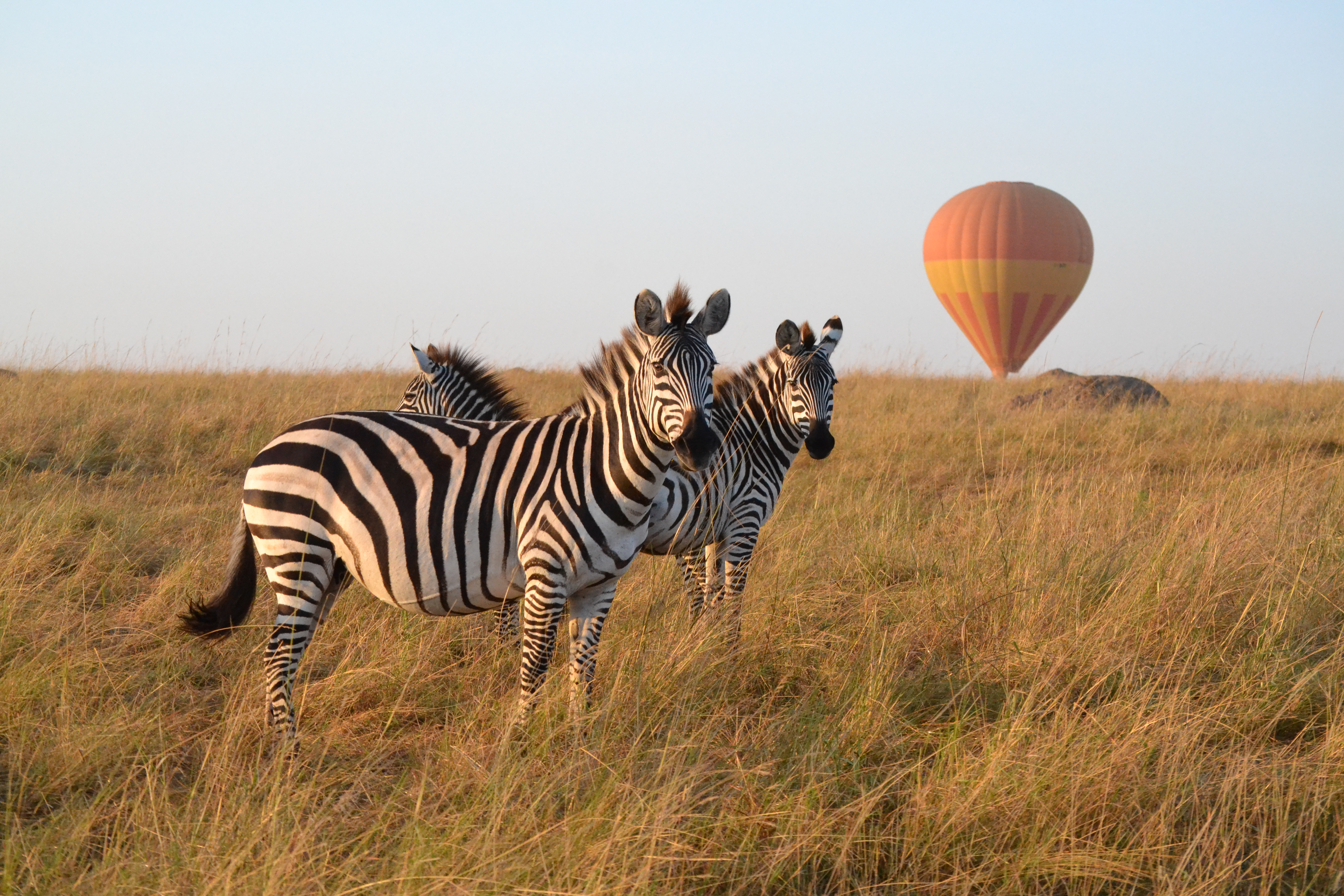 Hot-air balloon over zebras in the Masai Mara, a popular safari cost extra