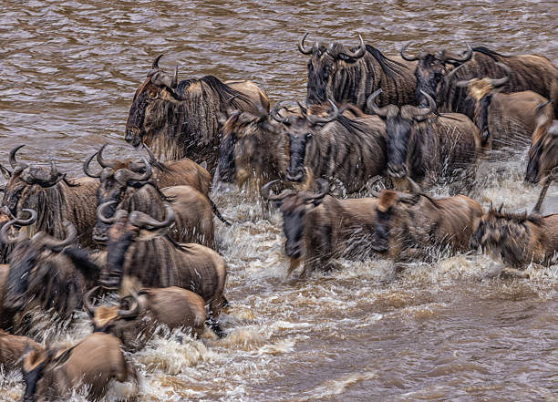 Wildebeest gathering beside the Mara River during the dry season