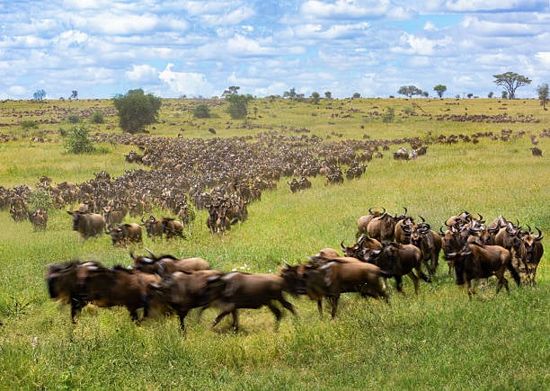 Blue wildebeest herd running across open savannah grassland beneath a bright, cloud-filled sky