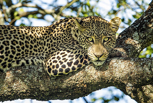 5-Day Midrange Kenya Safari