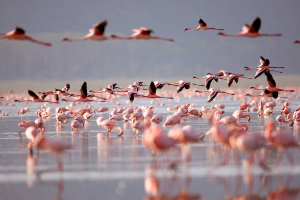 Children watching flamingos and rhinos at Lake Nakuru